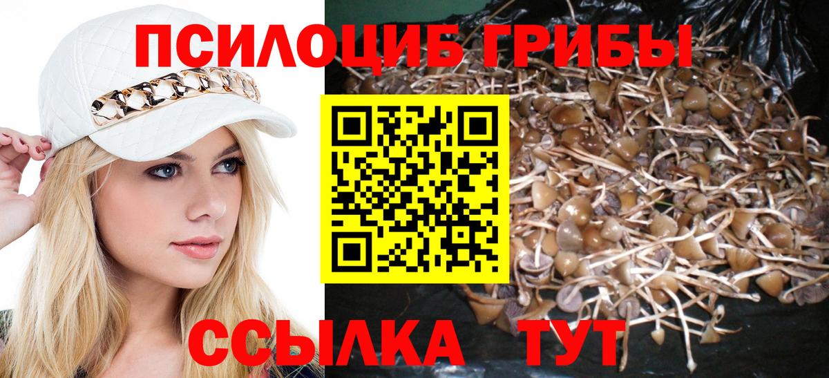 Владивосток  Галлюциногенные грибы Psilocybe  Вход с VPN 